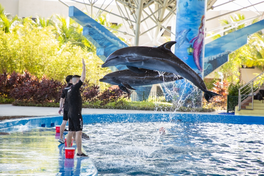VÉ SHOW DIỄN CÁ HEO CỔ CÒ - DOLPHINARIUM ĐÀ NẴNG